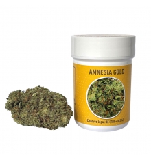 AMNESIA GOLD - 2G / 4G