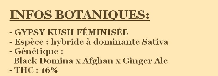 graines de gypsy kush féminisées